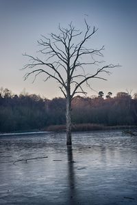 Bare tree by lake against sky