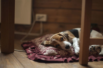 Close-up of dog relaxing at home