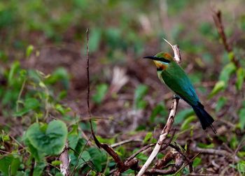 Bird perching on a branch