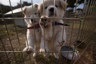 Close-up of dogs in cage