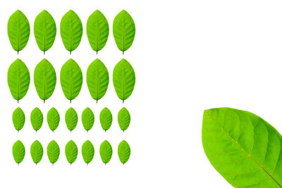 Directly above shot of leaves against white background