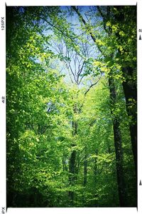 Trees in forest