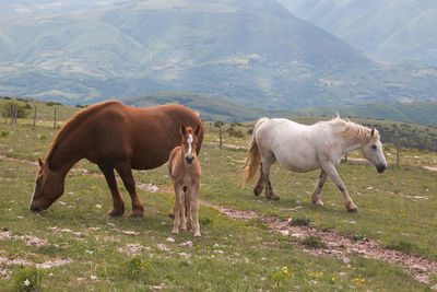 Family of wild horses in the italian mountain