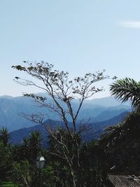 Plants growing against mountain range against sky