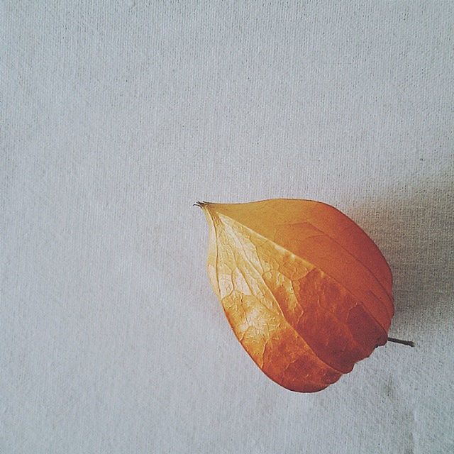 leaf, close-up, high angle view, single object, yellow, textured, leaf vein, nature, pattern, wall - building feature, dry, no people, natural pattern, autumn, orange color, still life, day, outdoors, copy space, shadow