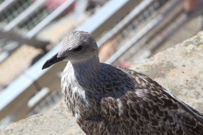 Close-up of bird