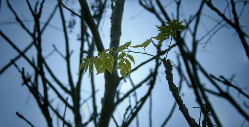 Close-up of leaves on twig