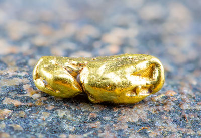 Close-up of frog on rock