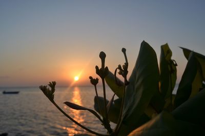 Close-up of plants against sky during sunset