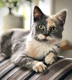 Close-up portrait of a cat