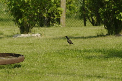 Bird perching on grass in park