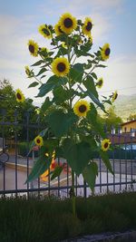 Flowering plants in garden