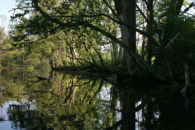 Reflection of trees in water