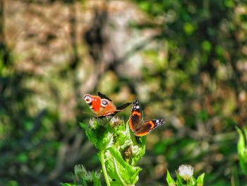 Close-up of ladybug on flower