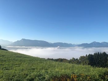 Scenic view of field against clear sky