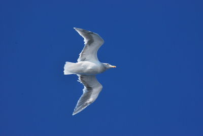 Low angle view of seagull flying against blue sky