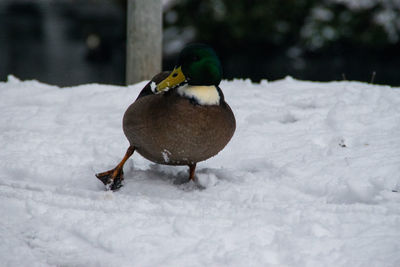 Close-up of bird perching on snow field