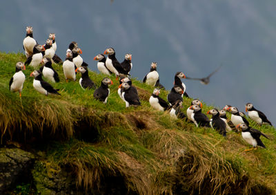 A flock of nesting puffins on a rock off the island of canna, scotland.