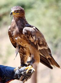 Close-up of a hand holding bird