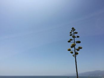 Close-up of plant against clear blue sky