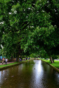 Scenic view of water flowing through trees