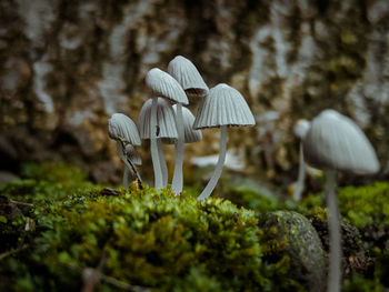 Close-up of mushroom growing on field