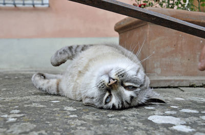 Portrait of lazy cat relaxing in back yard