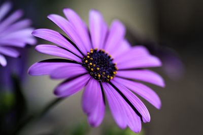 Close-up of purple flower