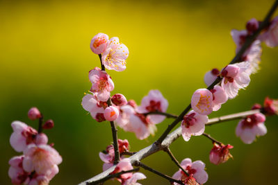 Close-up of cherry blossom