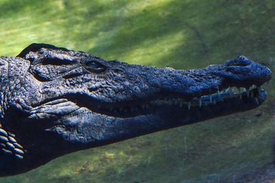 Close-up of crocodile