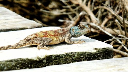 Close-up of lizard