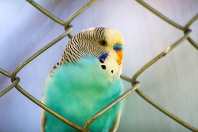 Close-up of parrot in cage