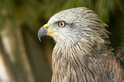 Close-up of eagle