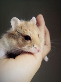 Close-up of hand holding rabbit against black background