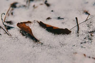 Close-up of dry autumn leaf