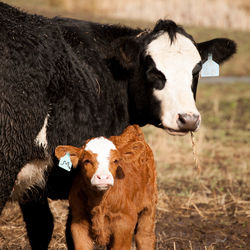 Cow and calf on field