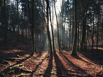 Trees in forest