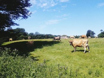 Horses grazing on grassy field