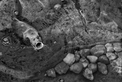 High angle view of fish underwater