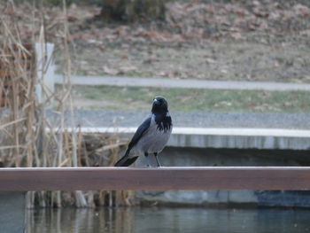 Close-up of bird perching on wood