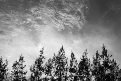 Low angle view of trees against sky