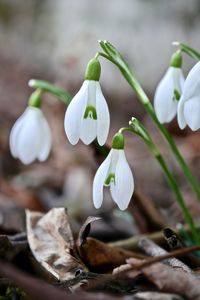 Close-up of white flowering plant