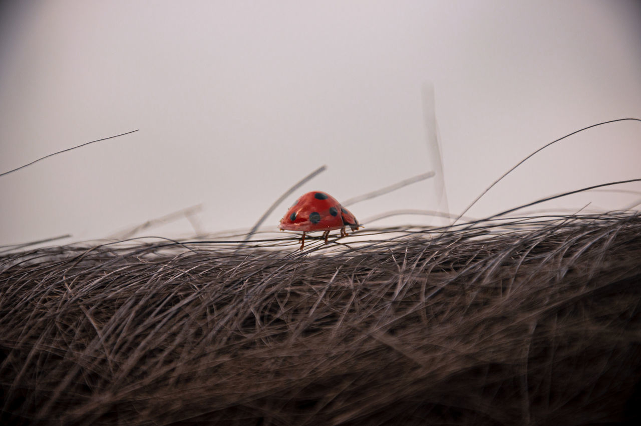 LADYBUG ON DRY GRASS