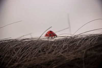Close-up of ladybug on grass