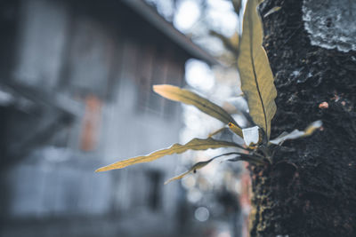 Close-up of wilted plant by tree trunk