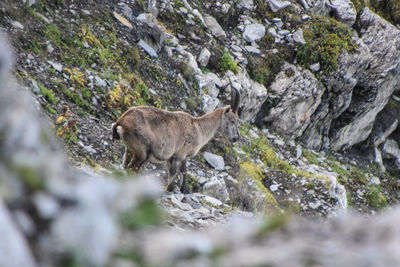 Cat standing on rock