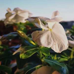 Close-up of white flower