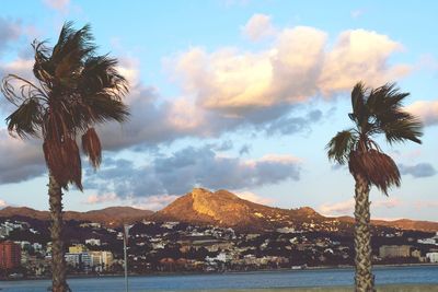 Palm trees by sea against sky