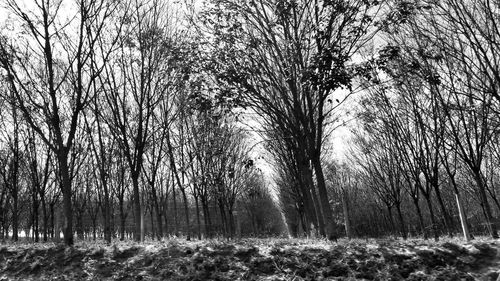 Trees in forest during winter