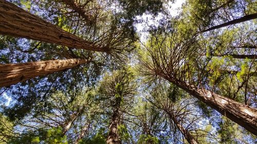 Low angle view of trees against sky